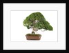 bonsai by Anonymous