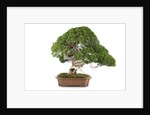 bonsai by Anonymous