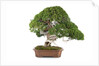 bonsai by Anonymous