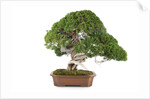 bonsai by Anonymous