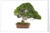 bonsai by Anonymous