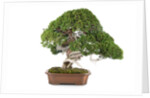 bonsai by Anonymous