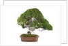 bonsai by Anonymous