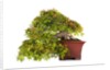 bonsai by Anonymous