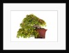 bonsai by Anonymous