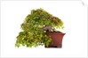 bonsai by Anonymous