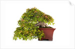 bonsai by Anonymous