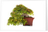 bonsai by Anonymous