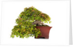 bonsai by Anonymous
