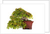 bonsai by Anonymous