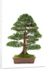 bonsai by Anonymous