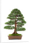 bonsai by Anonymous