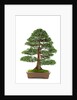 bonsai by Anonymous