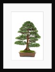 bonsai by Anonymous
