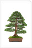 bonsai by Anonymous