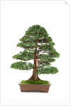 bonsai by Anonymous