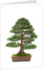 bonsai by Anonymous