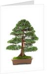 bonsai by Anonymous