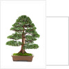 bonsai by Anonymous
