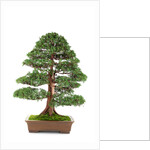 bonsai by Anonymous