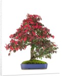 bonsai by Anonymous