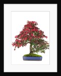 bonsai by Anonymous