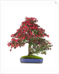 bonsai by Anonymous