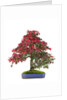 bonsai by Anonymous