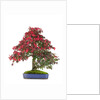 bonsai by Anonymous