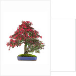 bonsai by Anonymous