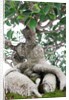 bonsai ficus by Anonymous