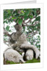 bonsai ficus by Anonymous
