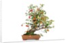 bonsai apple by Anonymous