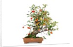 bonsai apple by Anonymous