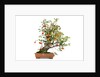 bonsai apple by Anonymous