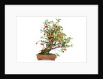 bonsai apple by Anonymous