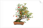 bonsai apple by Anonymous