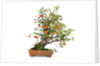 bonsai apple by Anonymous