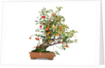 bonsai apple by Anonymous
