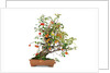bonsai apple by Anonymous