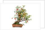 bonsai apple by Anonymous