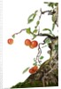 bonsai apple by Anonymous