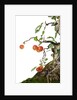 bonsai apple by Anonymous