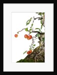 bonsai apple by Anonymous