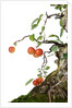 bonsai apple by Anonymous