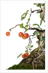 bonsai apple by Anonymous