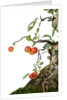 bonsai apple by Anonymous