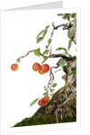 bonsai apple by Anonymous