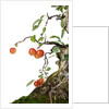 bonsai apple by Anonymous