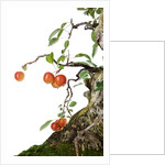 bonsai apple by Anonymous